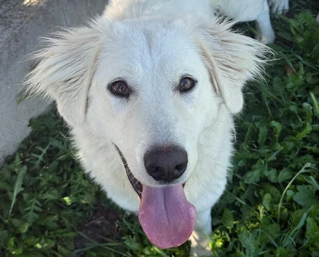 Hannah, weiss female young Mixed Breed for adoption at A.C.E. Animal Compassion Europe - Tiere in Not e.V.