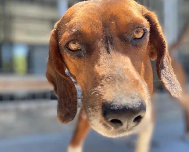 Freddy, Mixed Breed (A.C.E. Animal Compassion Europe - Tiere in Not e.V.)