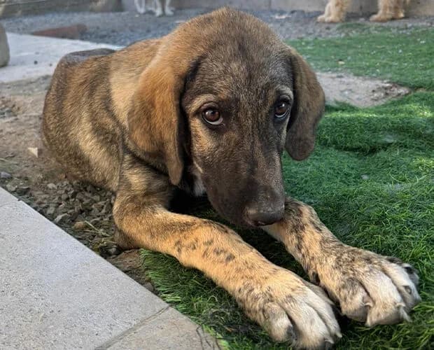 Theodor, braun gestromt male puppy Mixed Breed for adoption at A.C.E. Animal Compassion Europe - Tiere in Not e.V.