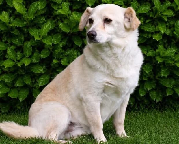 Kiku, weiss beige female young Mixed Breed for adoption at A.C.E. Animal Compassion Europe - Tiere in Not e.V.