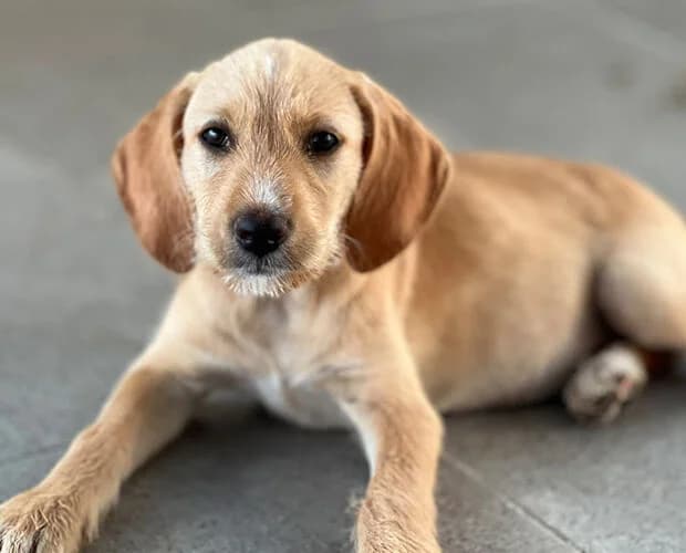 Martini, Mixed Breed (A.C.E. Animal Compassion Europe - Tiere in Not e.V.)
