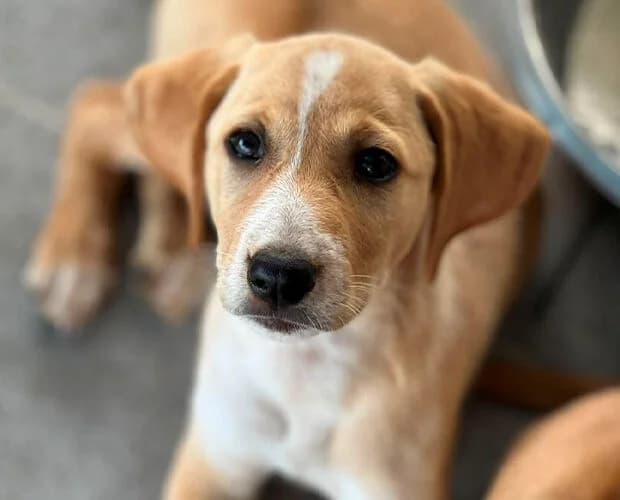 Malibu, Mixed Breed (A.C.E. Animal Compassion Europe - Tiere in Not e.V.)