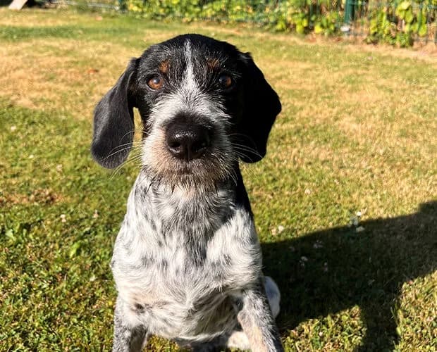 Mötti, weiss schwarz female puppy Mixed Breed for adoption at A.C.E. Animal Compassion Europe - Tiere in Not e.V.