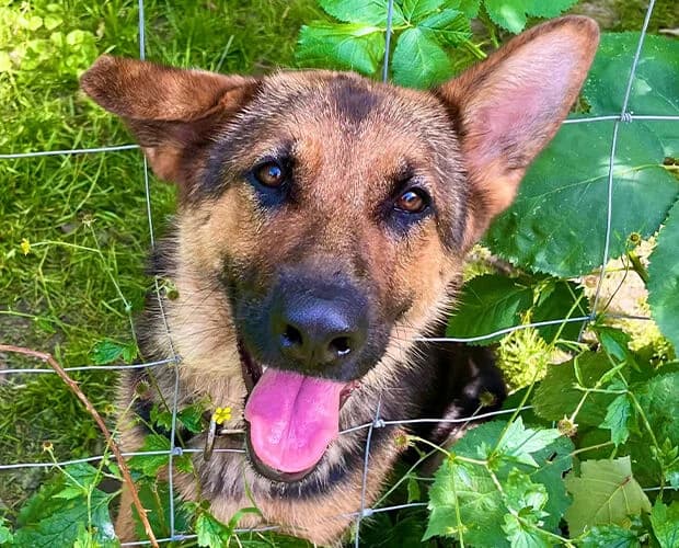 Peppermint, braun schwarz female young German Shepherd for adoption at A.C.E. Animal Compassion Europe - Tiere in Not e.V.