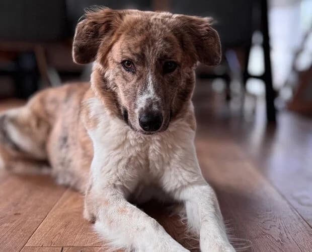 Mali, Mixed Breed (A.C.E. Animal Compassion Europe - Tiere in Not e.V.)