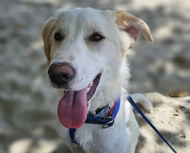 Chico, weiss beige male puppy Mixed Breed for adoption at A.C.E. Animal Compassion Europe - Tiere in Not e.V.