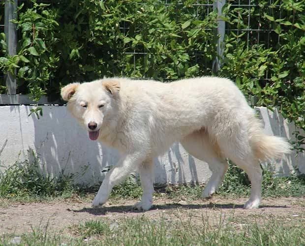 Mona, weiß/beige female Mixed Breed for adoption at A.C.E. Animal Compassion Europe - Tiere in Not e.V.