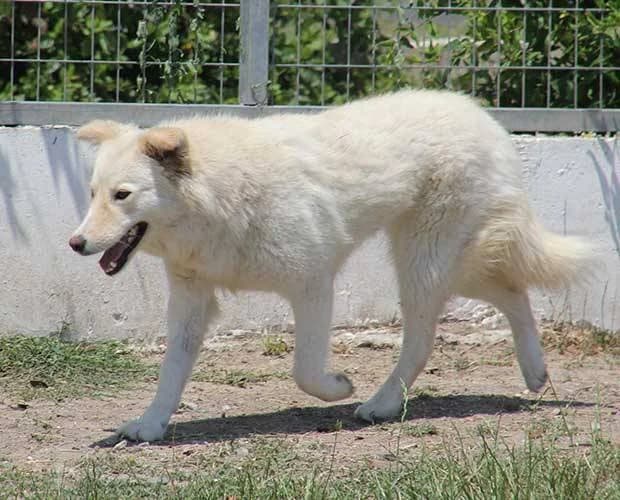 Mona, weiß/beige female Mixed Breed for adoption at A.C.E. Animal Compassion Europe - Tiere in Not e.V. — photo 2 of 8