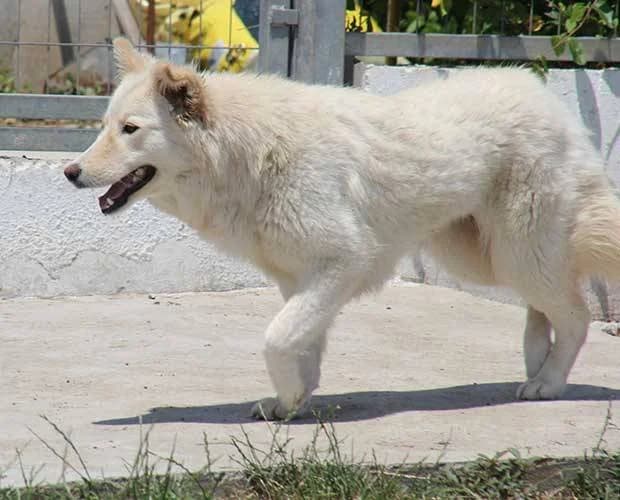 Mona, weiß/beige female Mixed Breed for adoption at A.C.E. Animal Compassion Europe - Tiere in Not e.V. — photo 3 of 8