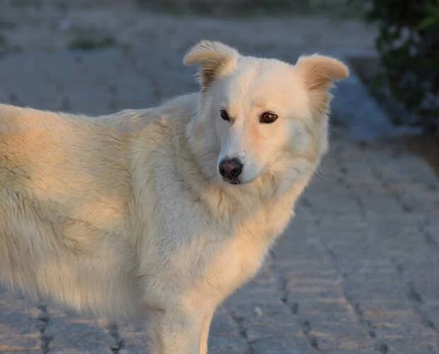 Mona, weiß/beige female Mixed Breed for adoption at A.C.E. Animal Compassion Europe - Tiere in Not e.V. — photo 4 of 8