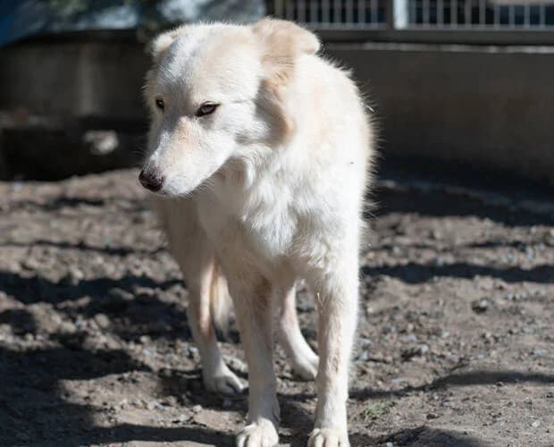 Mona, weiß/beige female Mixed Breed for adoption at A.C.E. Animal Compassion Europe - Tiere in Not e.V. — photo 5 of 8