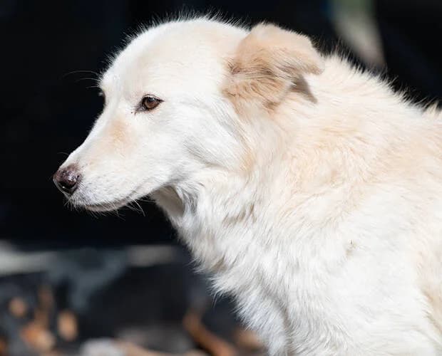 Mona, weiß/beige female Mixed Breed for adoption at A.C.E. Animal Compassion Europe - Tiere in Not e.V. — photo 6 of 8