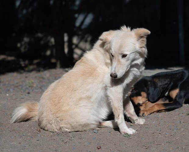 Mona, weiß/beige female Mixed Breed for adoption at A.C.E. Animal Compassion Europe - Tiere in Not e.V. — photo 8 of 8