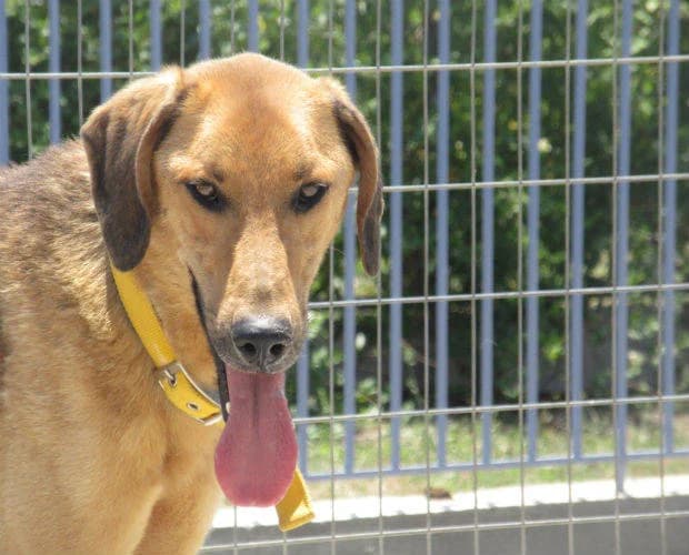 Marvin, braun -schwarz male senior Mixed Breed for adoption at A.C.E. Animal Compassion Europe - Tiere in Not e.V.