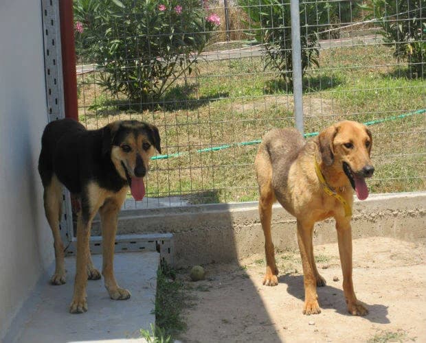 Marvin, braun -schwarz male Mixed Breed for adoption at A.C.E. Animal Compassion Europe - Tiere in Not e.V. — photo 2 of 7