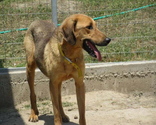 Marvin, braun -schwarz male Mixed Breed for adoption at A.C.E. Animal Compassion Europe - Tiere in Not e.V. — photo 3 of 7