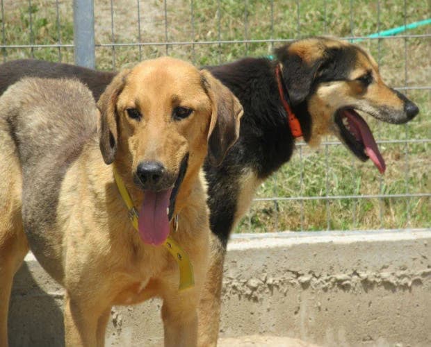 Marvin, braun -schwarz male Mixed Breed for adoption at A.C.E. Animal Compassion Europe - Tiere in Not e.V. — photo 4 of 7