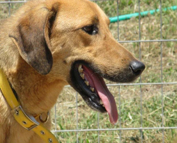 Marvin, braun -schwarz male Mixed Breed for adoption at A.C.E. Animal Compassion Europe - Tiere in Not e.V. — photo 5 of 7