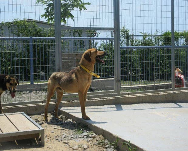 Marvin, braun -schwarz male Mixed Breed for adoption at A.C.E. Animal Compassion Europe - Tiere in Not e.V. — photo 6 of 7