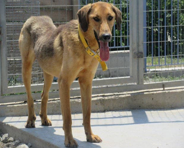 Marvin, braun -schwarz male Mixed Breed for adoption at A.C.E. Animal Compassion Europe - Tiere in Not e.V. — photo 7 of 7