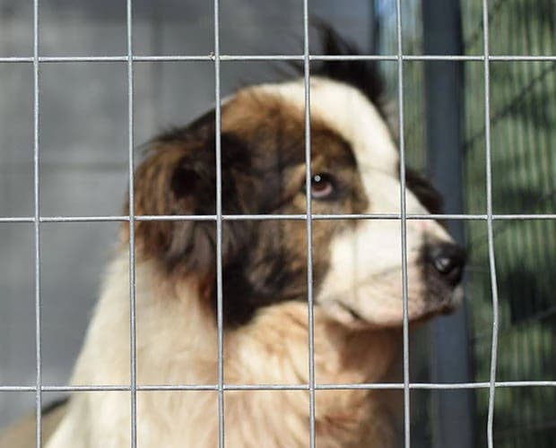 Bountalas, weiss-braun male senior Mixed Breed for adoption at A.C.E. Animal Compassion Europe - Tiere in Not e.V.