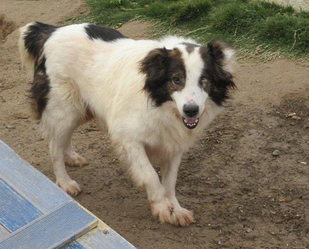 Bountalas, weiss-braun male Mixed Breed for adoption at A.C.E. Animal Compassion Europe - Tiere in Not e.V. — photo 2 of 6