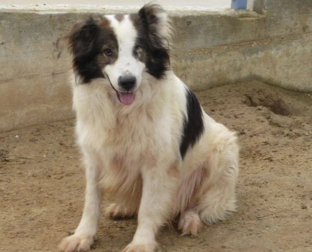 Bountalas, weiss-braun male Mixed Breed for adoption at A.C.E. Animal Compassion Europe - Tiere in Not e.V. — photo 3 of 6