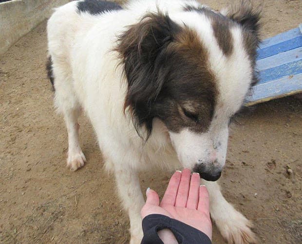 Bountalas, weiss-braun male Mixed Breed for adoption at A.C.E. Animal Compassion Europe - Tiere in Not e.V. — photo 4 of 6