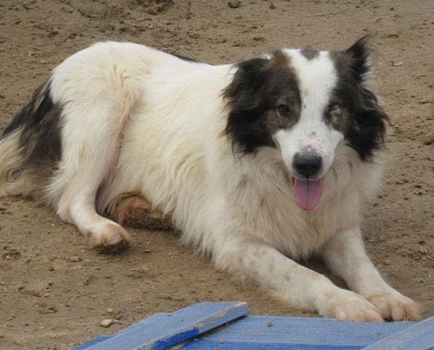 Bountalas, weiss-braun male Mixed Breed for adoption at A.C.E. Animal Compassion Europe - Tiere in Not e.V. — photo 5 of 6