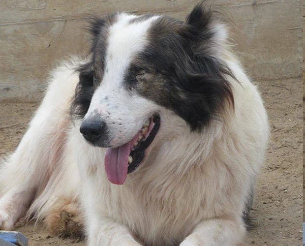 Bountalas, weiss-braun male Mixed Breed for adoption at A.C.E. Animal Compassion Europe - Tiere in Not e.V. — photo 6 of 6