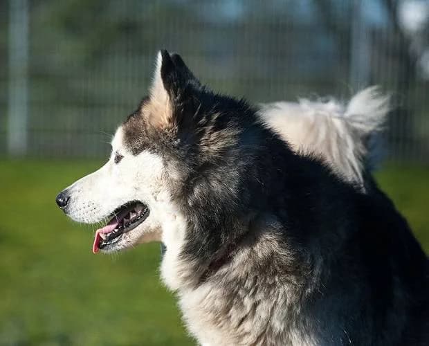 Balto, weiß/grau male senior Husky for adoption at A.C.E. Animal Compassion Europe - Tiere in Not e.V.