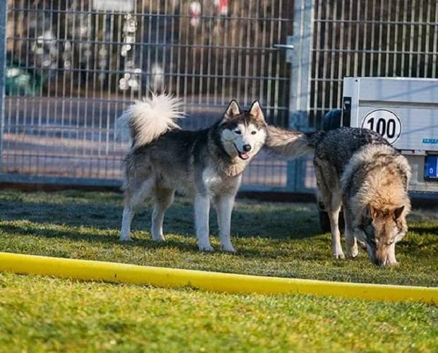 Balto, weiß/grau male Husky for adoption at A.C.E. Animal Compassion Europe - Tiere in Not e.V. — photo 2 of 8