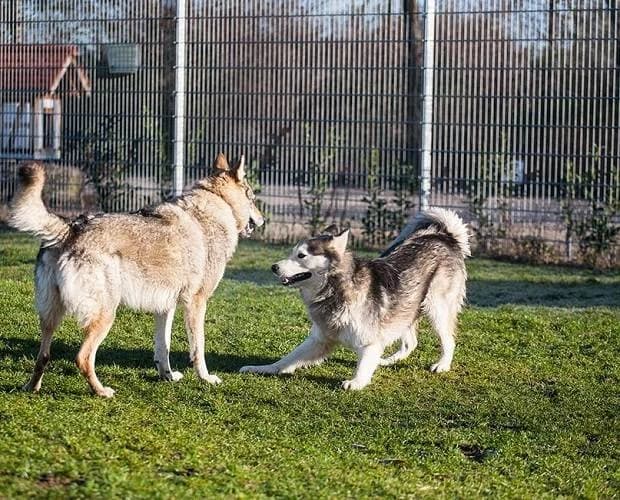 Balto, weiß/grau male Husky for adoption at A.C.E. Animal Compassion Europe - Tiere in Not e.V. — photo 3 of 8