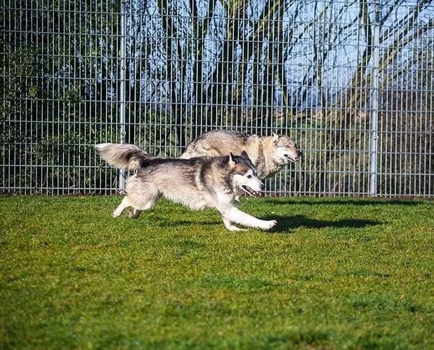 Balto, weiß/grau male Husky for adoption at A.C.E. Animal Compassion Europe - Tiere in Not e.V. — photo 5 of 8