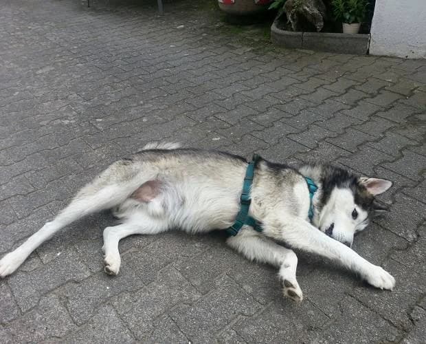 Balto, weiß/grau male Husky for adoption at A.C.E. Animal Compassion Europe - Tiere in Not e.V. — photo 6 of 8