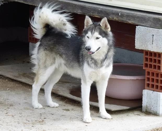 Balto, weiß/grau male Husky for adoption at A.C.E. Animal Compassion Europe - Tiere in Not e.V. — photo 7 of 8