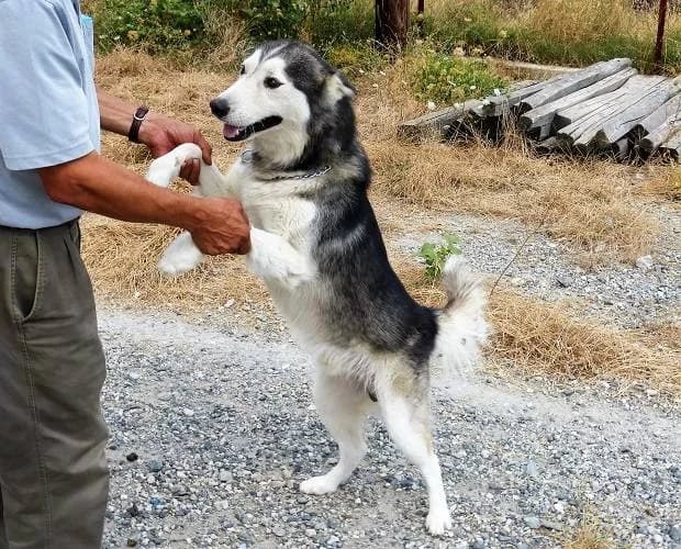 Balto, weiß/grau male Husky for adoption at A.C.E. Animal Compassion Europe - Tiere in Not e.V. — photo 8 of 8