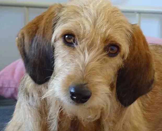 Sunshine, beige female senior Mixed Breed for adoption at A.C.E. Animal Compassion Europe - Tiere in Not e.V.