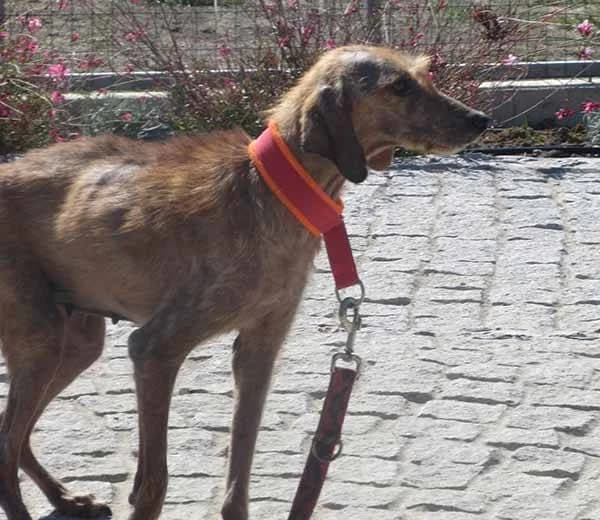 Sunshine, beige female Mixed Breed for adoption at A.C.E. Animal Compassion Europe - Tiere in Not e.V. — photo 3 of 8