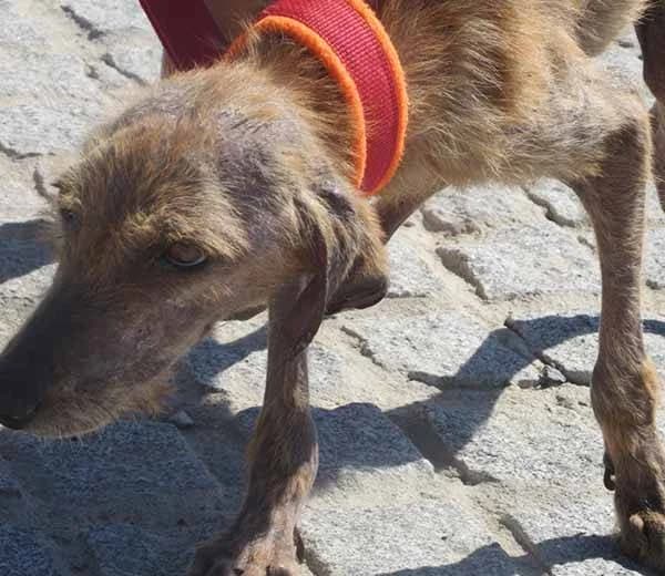 Sunshine, beige female Mixed Breed for adoption at A.C.E. Animal Compassion Europe - Tiere in Not e.V. — photo 4 of 8