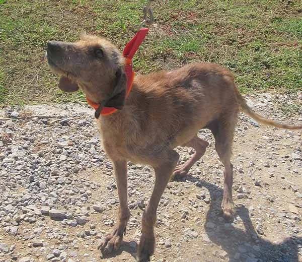 Sunshine, beige female Mixed Breed for adoption at A.C.E. Animal Compassion Europe - Tiere in Not e.V. — photo 5 of 8