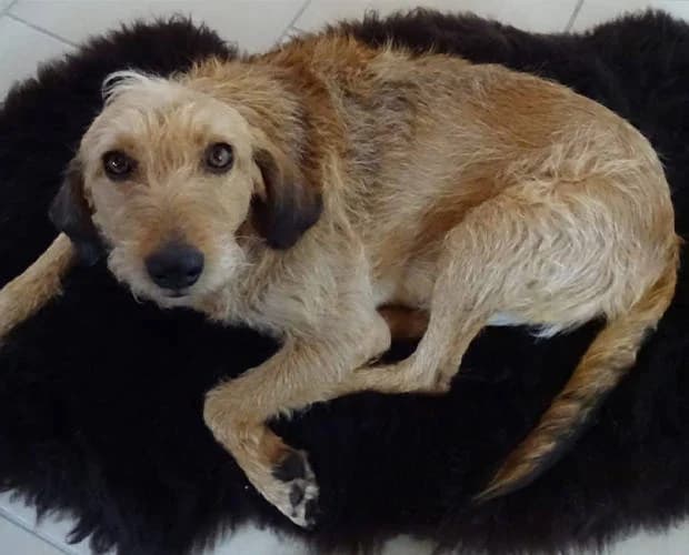 Sunshine, beige female Mixed Breed for adoption at A.C.E. Animal Compassion Europe - Tiere in Not e.V. — photo 6 of 8