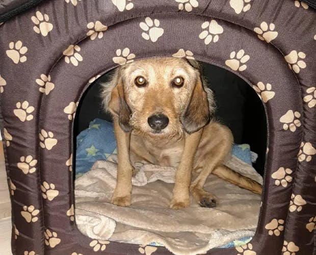Sunshine, beige female Mixed Breed for adoption at A.C.E. Animal Compassion Europe - Tiere in Not e.V. — photo 7 of 8