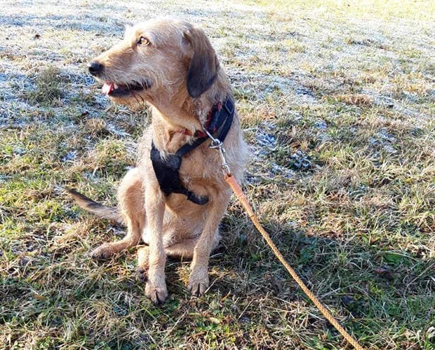 Sunshine, beige female Mixed Breed for adoption at A.C.E. Animal Compassion Europe - Tiere in Not e.V. — photo 8 of 8