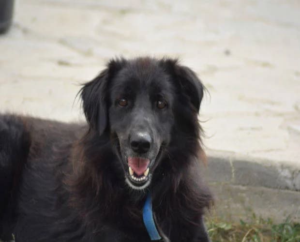 Joshi, schwarz male senior Mixed Breed for adoption at A.C.E. Animal Compassion Europe - Tiere in Not e.V.