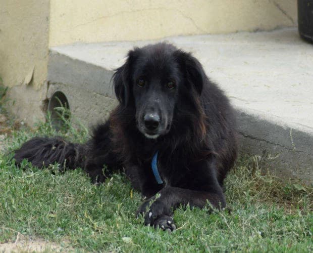 Joshi, schwarz male Mixed Breed for adoption at A.C.E. Animal Compassion Europe - Tiere in Not e.V. — photo 2 of 7