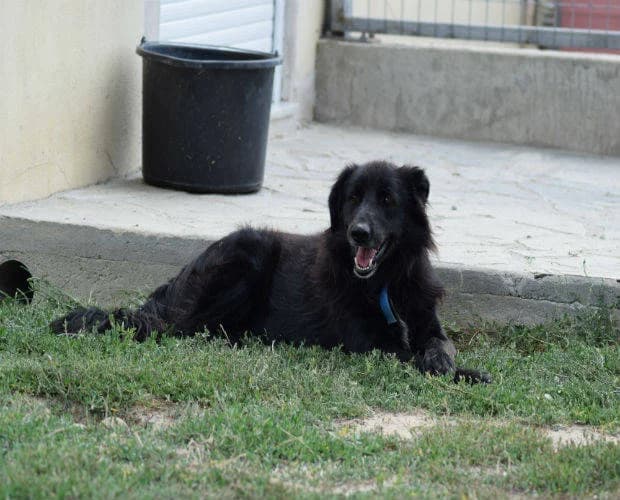 Joshi, schwarz male Mixed Breed for adoption at A.C.E. Animal Compassion Europe - Tiere in Not e.V. — photo 3 of 7