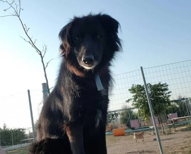 Joshi, schwarz male Mixed Breed for adoption at A.C.E. Animal Compassion Europe - Tiere in Not e.V. — photo 4 of 7