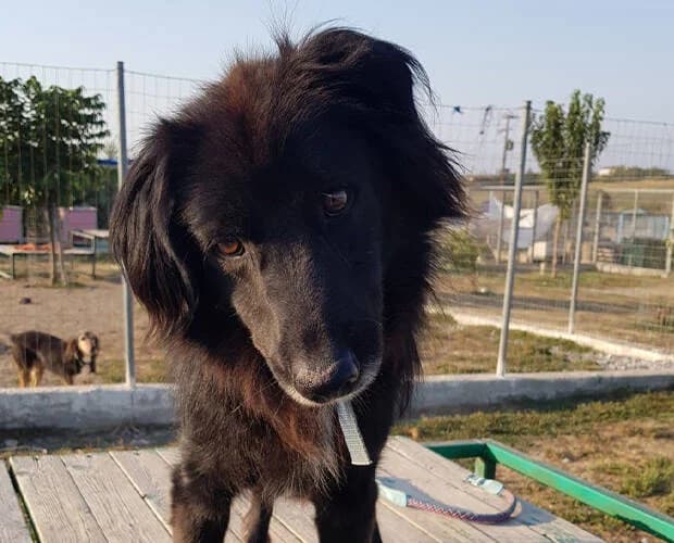 Joshi, schwarz male Mixed Breed for adoption at A.C.E. Animal Compassion Europe - Tiere in Not e.V. — photo 5 of 7