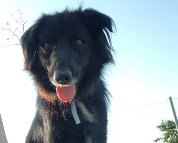 Joshi, schwarz male Mixed Breed for adoption at A.C.E. Animal Compassion Europe - Tiere in Not e.V. — photo 6 of 7